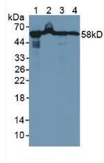 HSP60 Antibody in Western Blot (WB)