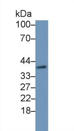 DHH Polyclonal Antibody