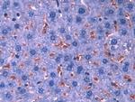 Hemoglobin alpha-1 Antibody in Immunohistochemistry (Paraffin) (IHC (P))