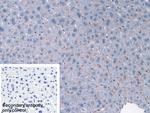 Hemoglobin alpha-1 Antibody in Immunohistochemistry (Paraffin) (IHC (P))