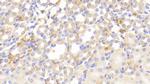 HBB Antibody in Immunohistochemistry (Paraffin) (IHC (P))