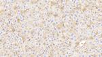 HBB Antibody in Immunohistochemistry (Paraffin) (IHC (P))