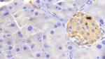HBB Antibody in Immunohistochemistry (Paraffin) (IHC (P))
