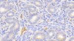 HBB Antibody in Immunohistochemistry (Paraffin) (IHC (P))