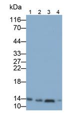 HBB Antibody in Western Blot (WB)