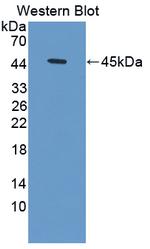 HBD Antibody in Western Blot (WB)