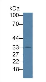 HFE2 Antibody in Western Blot (WB)