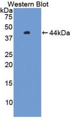 HFE2 Antibody in Western Blot (WB)