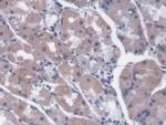 Perlecan Antibody in Immunohistochemistry (Paraffin) (IHC (P))