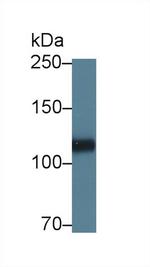 Perlecan Antibody in Western Blot (WB)