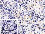 HPa1 Antibody in Immunohistochemistry (Paraffin) (IHC (P))