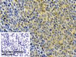 HPa1 Antibody in Immunohistochemistry (Paraffin) (IHC (P))