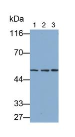 HPa1 Antibody in Western Blot (WB)