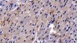 HBEGF Polyclonal Antibody