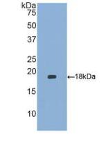 HBEGF Antibody in Western Blot (WB)