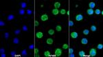 CD366 (TIM3) Antibody in Immunocytochemistry (ICC/IF)
