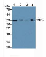 CD366 (TIM3) Antibody in Western Blot (WB)