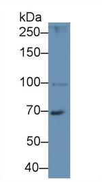 HPS4 Antibody in Western Blot (WB)
