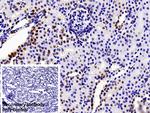 hnRNP A2B1 Antibody in Immunohistochemistry (Paraffin) (IHC (P))