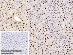 hnRNP A2B1 Antibody in Immunohistochemistry (Paraffin) (IHC (P))