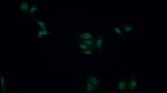 HMGB1 Polyclonal Antibody