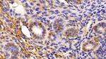 HMGB1 Antibody in Immunohistochemistry (Paraffin) (IHC (P))