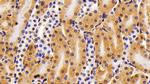 HMGB1 Antibody in Immunohistochemistry (Paraffin) (IHC (P))