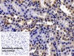 HMGB1 Antibody in Immunohistochemistry (Paraffin) (IHC (P))