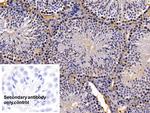 HMGB1 Antibody in Immunohistochemistry (Paraffin) (IHC (P))