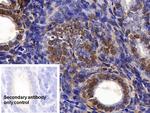 HMGB1 Antibody in Immunohistochemistry (Paraffin) (IHC (P))