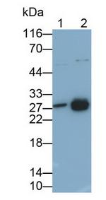HMGB1 Antibody in Western Blot (WB)