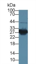 HMGB1 Antibody in Western Blot (WB)