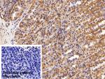 HMGB1 Antibody in Immunohistochemistry (Paraffin) (IHC (P))