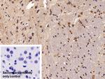 HMGB1 Antibody in Immunohistochemistry (Paraffin) (IHC (P))