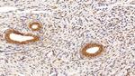 HMGB1 Antibody in Immunohistochemistry (Paraffin) (IHC (P))