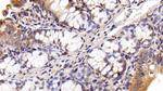 HMGB1 Antibody in Immunohistochemistry (Paraffin) (IHC (P))