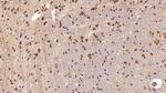HMGB1 Antibody in Immunohistochemistry (Paraffin) (IHC (P))