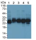 HMGB1 Antibody in Western Blot (WB)