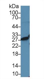 HMGB1 Antibody in Western Blot (WB)