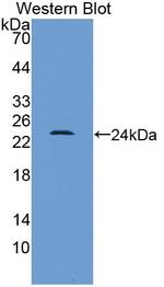 HMGB1 Antibody in Western Blot (WB)