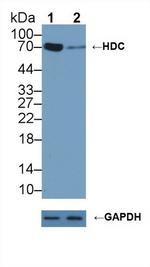HDC Antibody in Western Blot (WB)