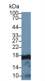 Histone H3 Antibody in Western Blot (WB)