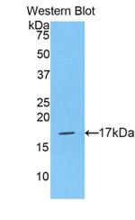 Histone H3 Antibody in Western Blot (WB)