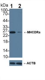 HLA-DRA Antibody in Western Blot (WB)