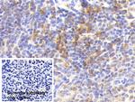HLA-DRA Polyclonal Antibody