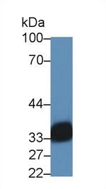 HLA-DRA Antibody in Western Blot (WB)