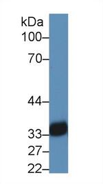 HLA-DRA Antibody in Western Blot (WB)
