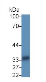 HLA-DRA Antibody in Western Blot (WB)