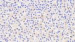 Iduronate 2 Sulfatase Antibody in Immunohistochemistry (Paraffin) (IHC (P))
