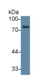 Iduronate 2 Sulfatase Antibody in Western Blot (WB)